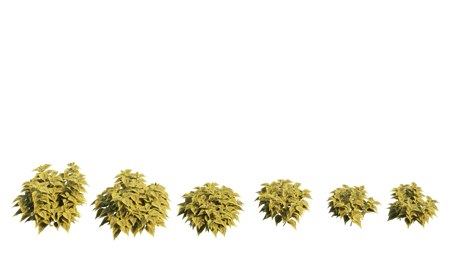 coleus plant 3D model https://p.turbosquid.com/ts-thumb/eq/7fzHcp/56/1_interactivelightmix/png/1612523433/1920x1080/fit_q87/e0b711929e3c69f979462c06a19c209b68972e85/1_interactivelightmix.jpg