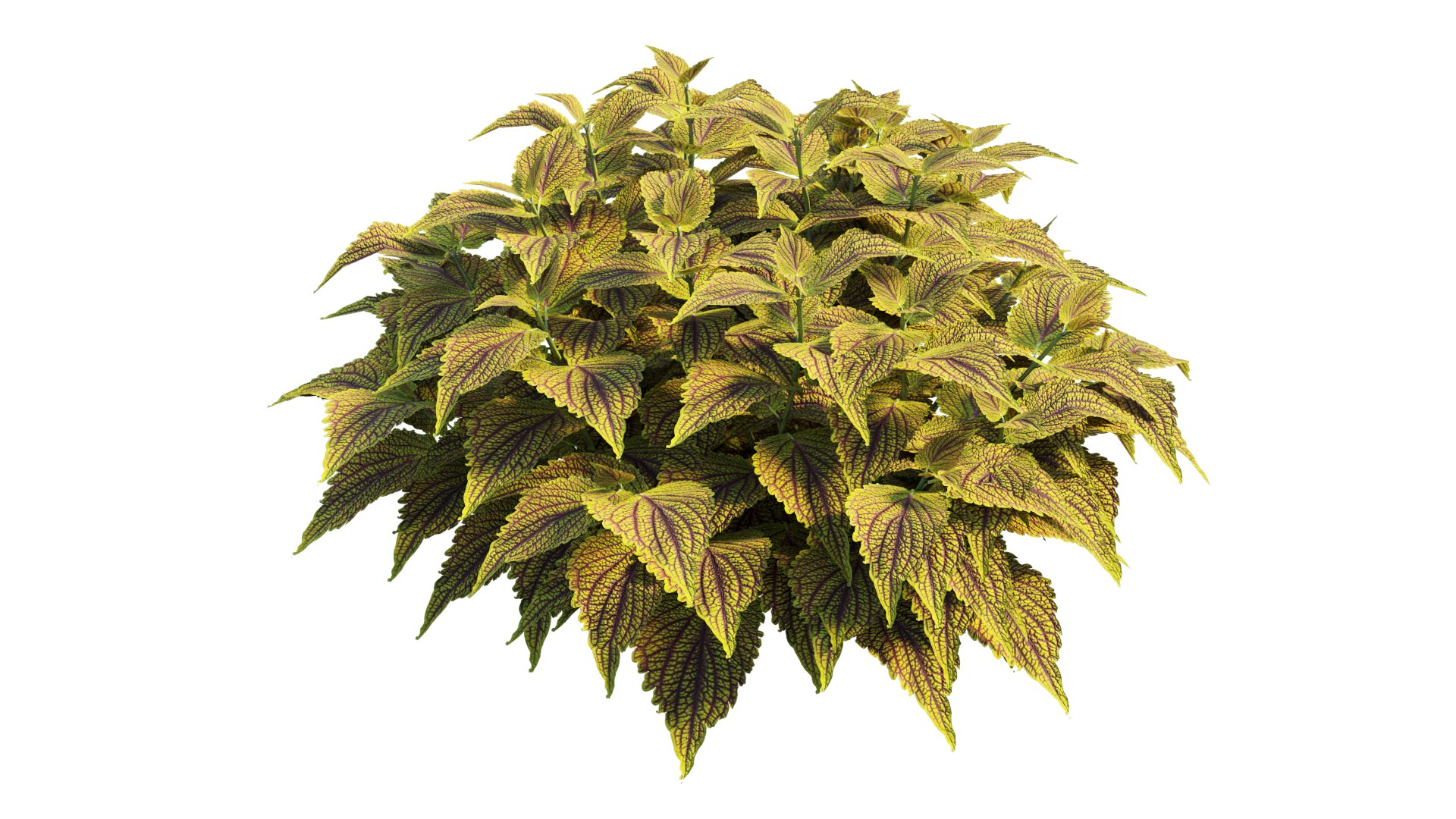 coleus plant 3D model https://p.turbosquid.com/ts-thumb/eq/7fzHcp/7x/4_interactivelightmix/png/1612523436/1920x1080/fit_q87/2fde6c5d3f95efaf88d741a50e01a842c121d0d7/4_interactivelightmix.jpg
