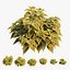 Coleus Plant conjunto 04