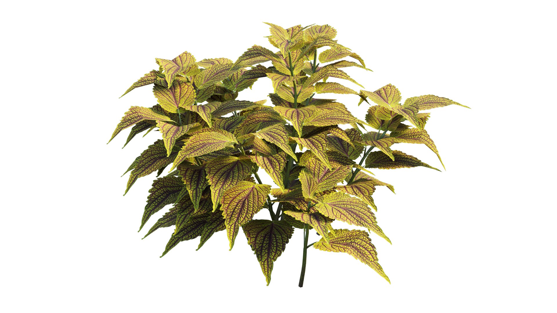 coleus plant 3D model https://p.turbosquid.com/ts-thumb/eq/7fzHcp/Uk/6_interactivelightmix/png/1612523435/1920x1080/fit_q87/d25ecdb4b0b2e91011748b3f127d3eaf59082d56/6_interactivelightmix.jpg