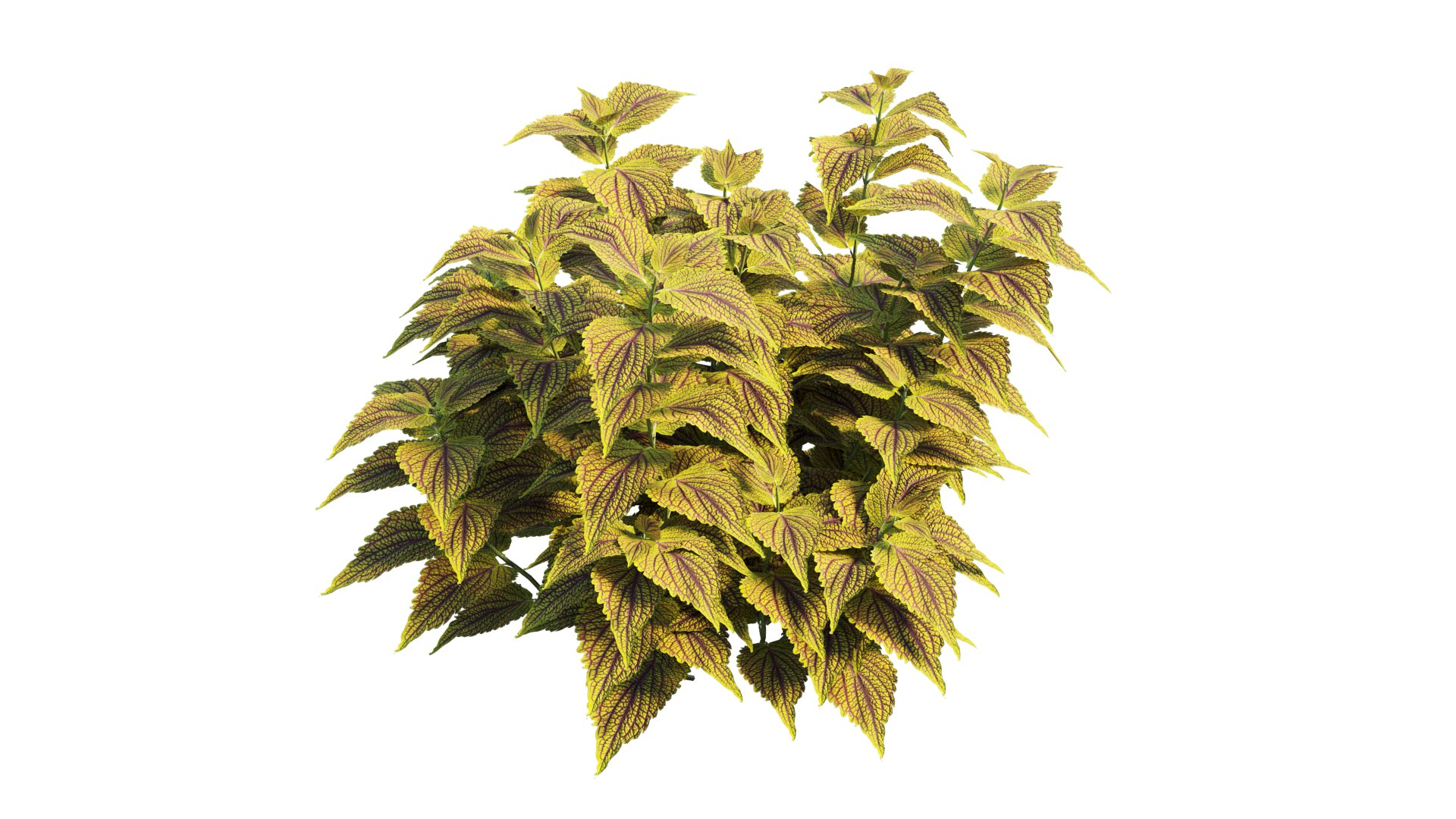 coleus plant 3D model https://p.turbosquid.com/ts-thumb/eq/7fzHcp/ed/2_interactivelightmix/png/1612523434/1920x1080/fit_q87/41a7568d28cddd27bbf60cc7894e325dea28bbd2/2_interactivelightmix.jpg