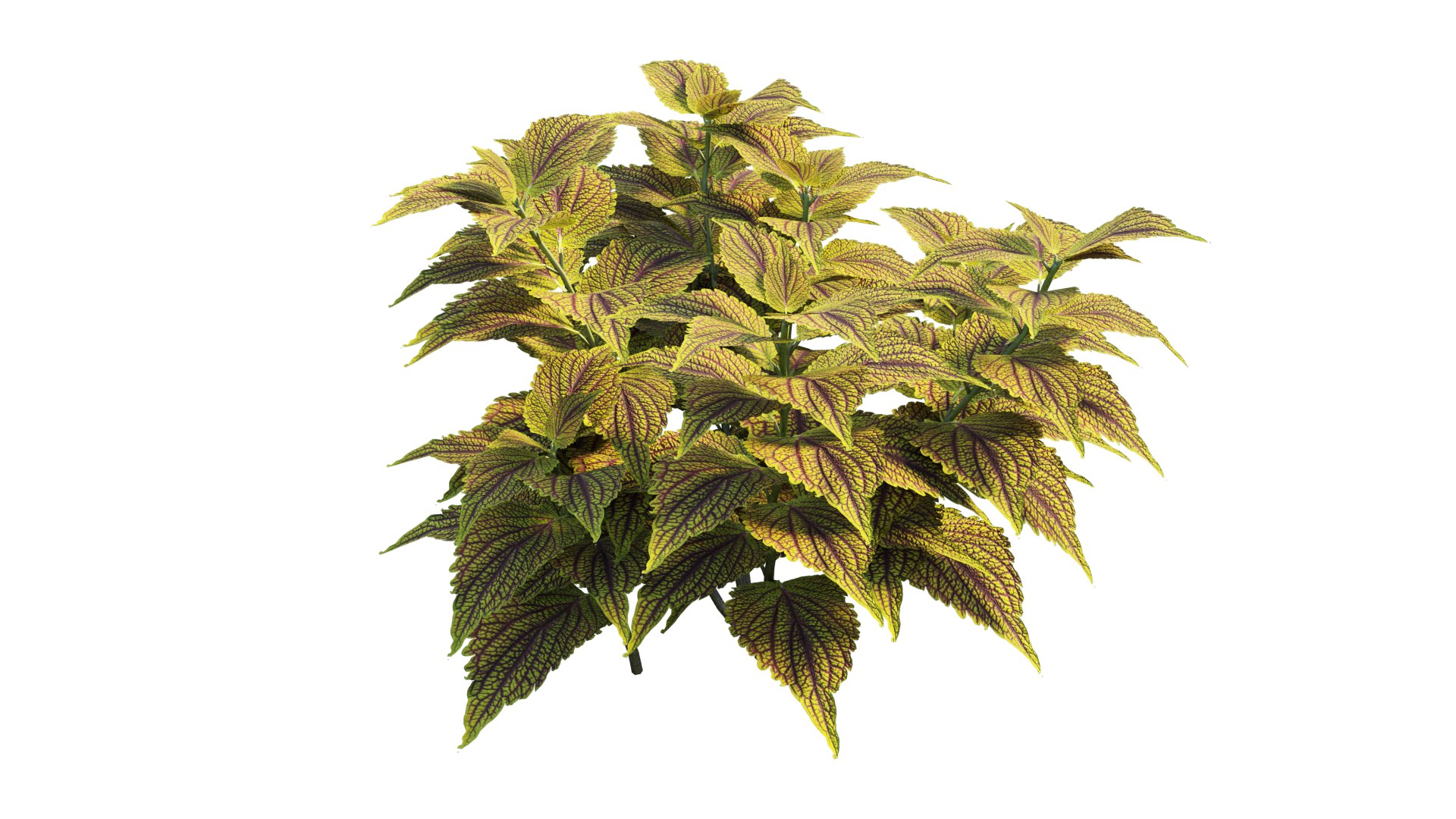 coleus plant 3D model https://p.turbosquid.com/ts-thumb/eq/7fzHcp/kB/7_interactivelightmix/png/1612523434/1920x1080/fit_q87/c73dc6837030eec01c82d6016da8c6f1277a54bc/7_interactivelightmix.jpg