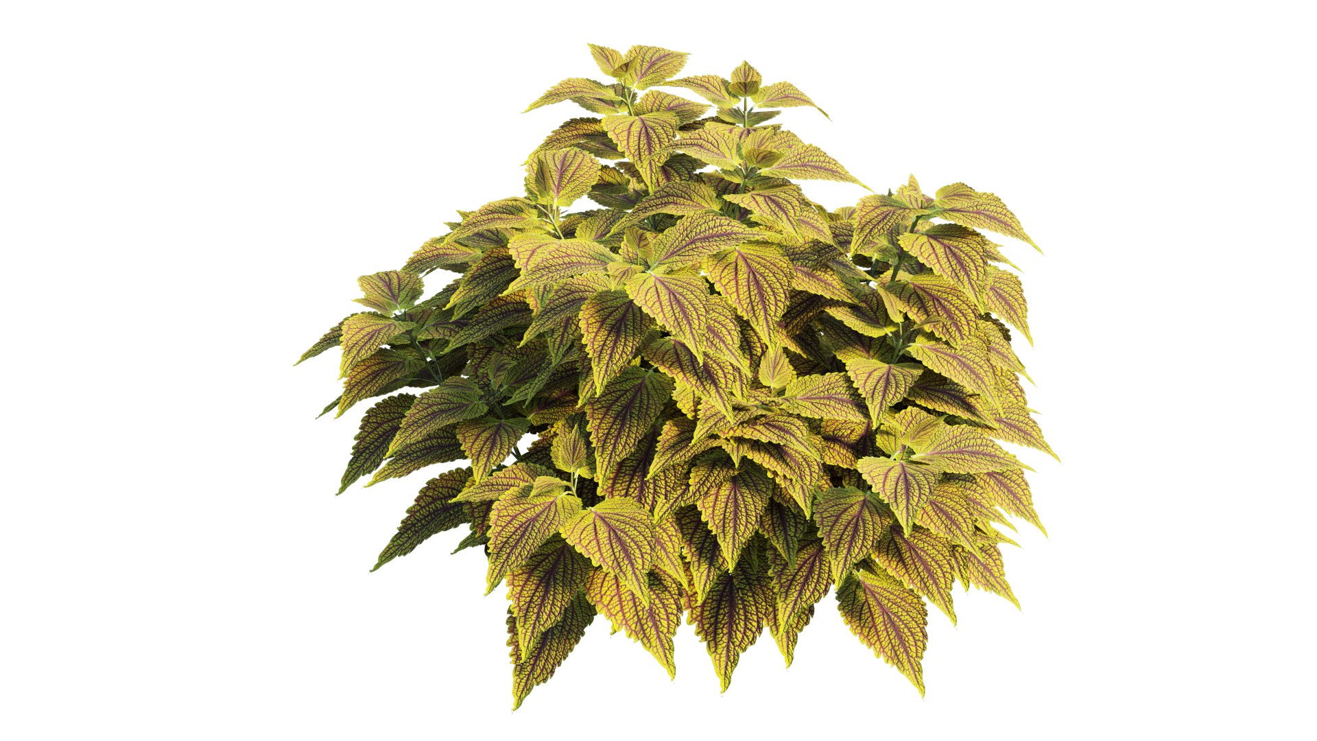 coleus plant 3D model https://p.turbosquid.com/ts-thumb/eq/7fzHcp/sz/3_interactivelightmix/png/1612523436/1920x1080/fit_q87/4c6b461608da7e3d07efef3beae19498ac5c860a/3_interactivelightmix.jpg