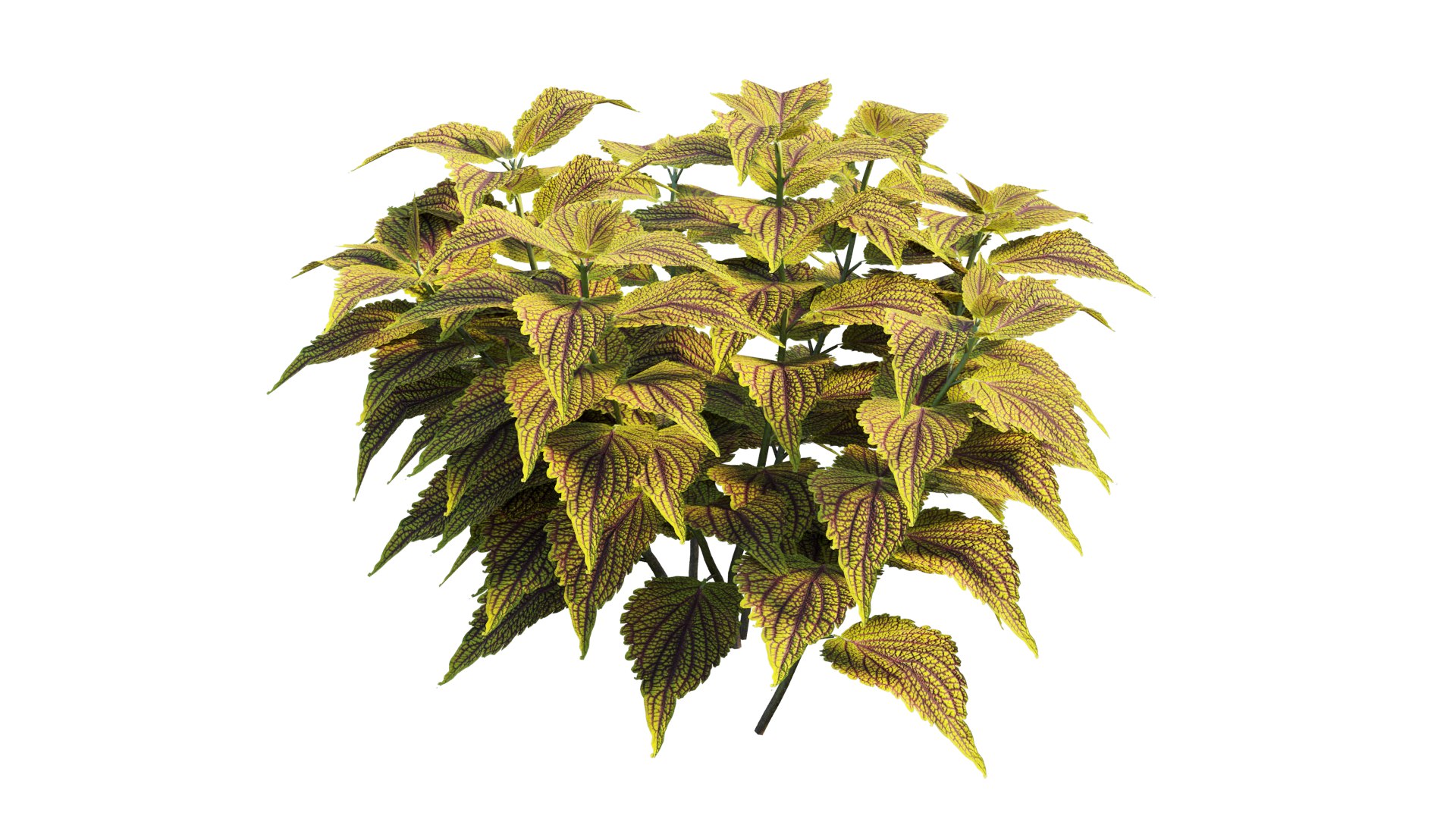 coleus plant 3D model https://p.turbosquid.com/ts-thumb/eq/7fzHcp/tY/5_interactivelightmix/png/1612523435/1920x1080/fit_q87/4a6641de32bd294e5a893a1418791f353019decb/5_interactivelightmix.jpg