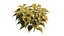 Coleus Plant conjunto 04