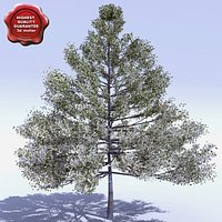 Cornus Nuttallii (Pacific Dogwood Liriodendron Tulipifera)