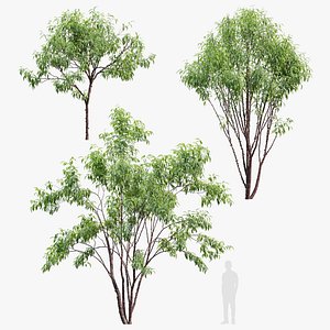 3D Prunus serrula