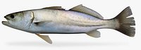 Shortfin Corvina