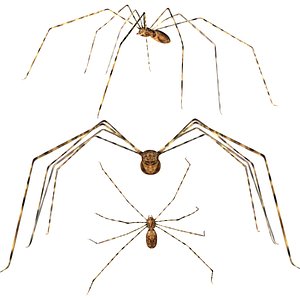 Fully rigged low poly Spider 3D model