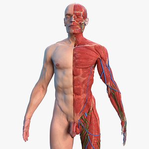 Complete Male Full Body Anatomy