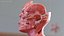 3D complete male body anatomy skin