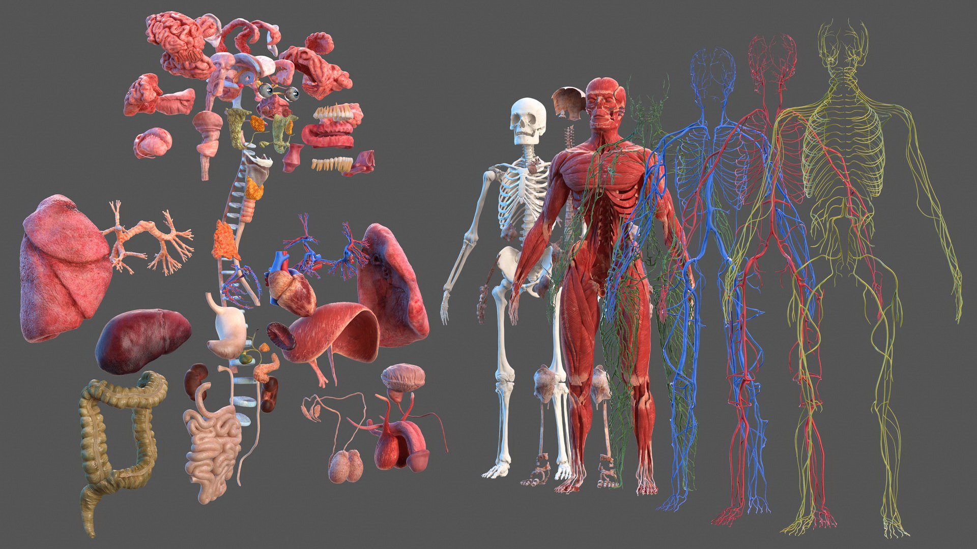 Complete Male Full Body Anatomy 3D model preview