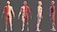 3D complete male body anatomy skin