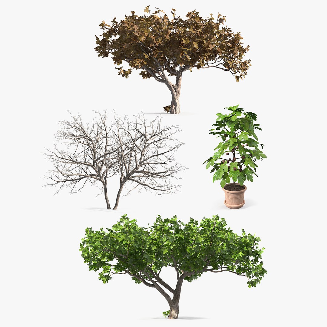 Fig Trees Collection 3D model preview