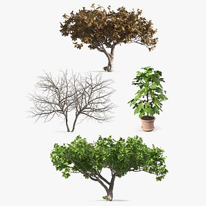 Fig Trees Collection 3D model