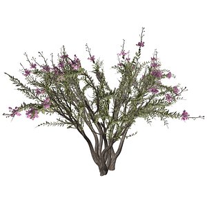 Crape Myrtle Tree - 05 -