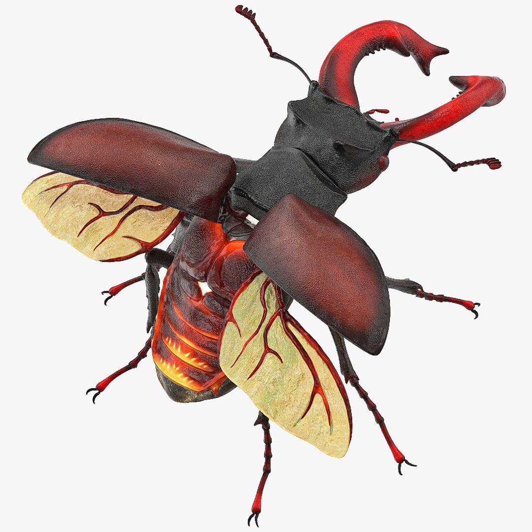 Lucanus Cervus Stag Beetle 3D - TurboSquid 1533748