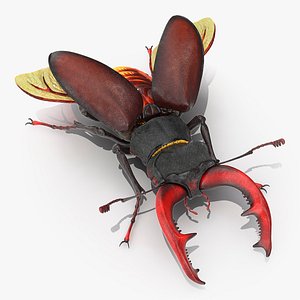 lucanus cervus stag beetle 3D