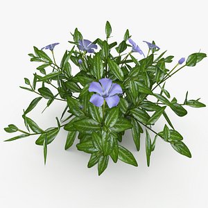 3D vinca minor flowers model