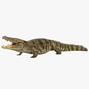 3D Crocodile ANIMATED