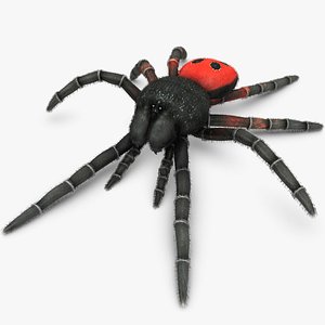 3d model of realistic eresus cinnaberinus animation walk