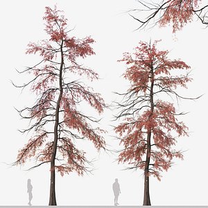 3D Set of Metasequoia glyptostroboides or Dawn redwood Tree
