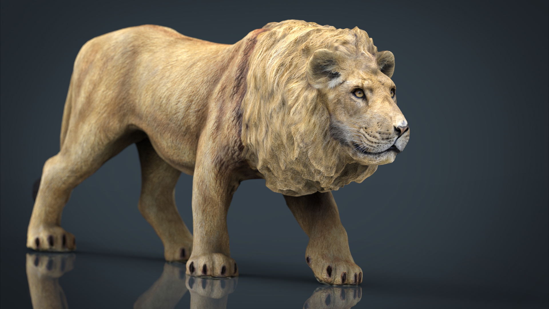 3D hd realistic lion - TurboSquid 1167830