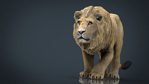 3D hd realistic lion