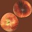 Donut Peach Modèle 3D