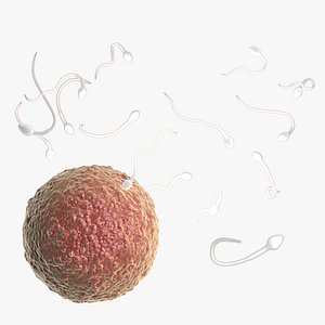 fertilization ovum sperm 3D