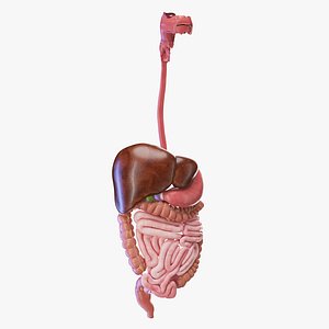 Medically Accurate Male Digestive system model