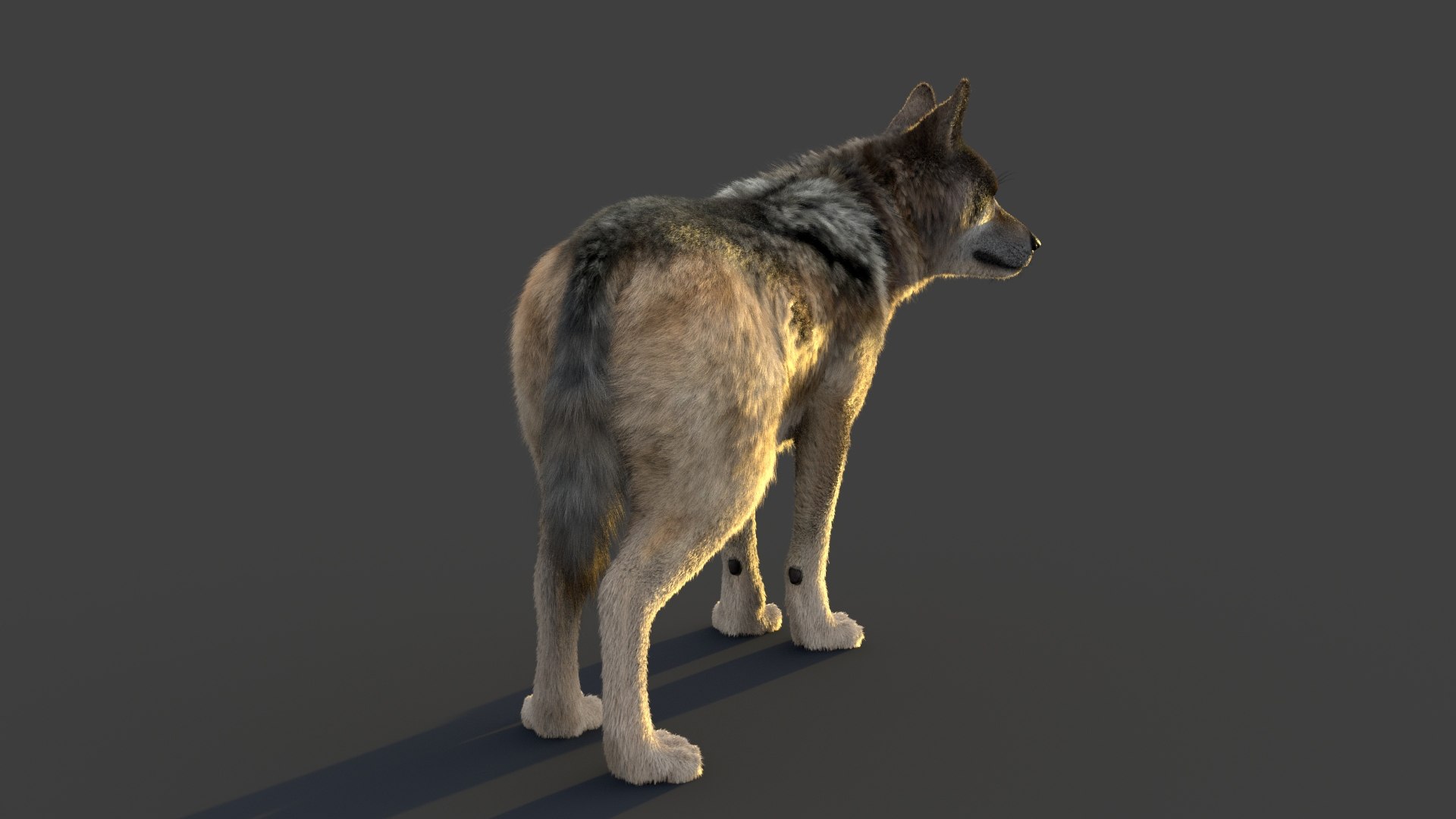 Wolf Xgen Rigged 3d Model Turbosquid 2068421