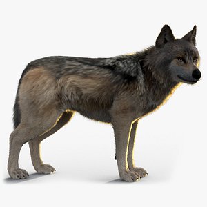 Wolf Xgen Rigged