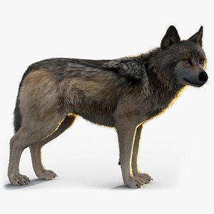 Wolf Xgen Rigged