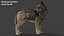 Wolf Xgen Rigged 3D model