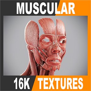 anatomically human male body max