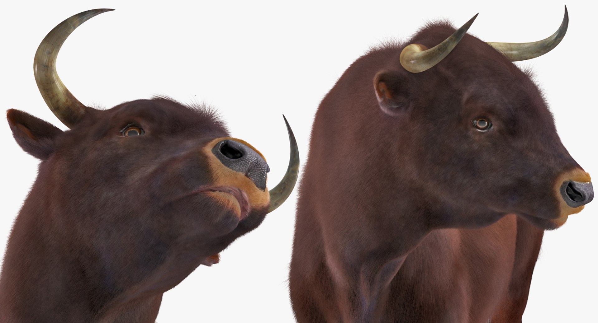 3D Bull Standing Pose Fur - TurboSquid 1215646