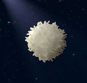White Blood Cell