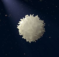White Blood Cell