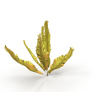 Seaweed Yellow V1 3D model