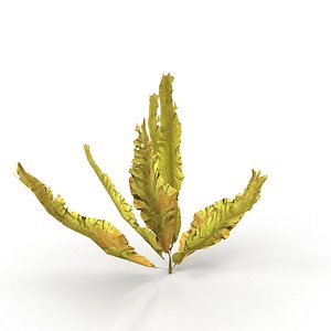 Seaweed Yellow V1