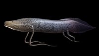 Protopterus
