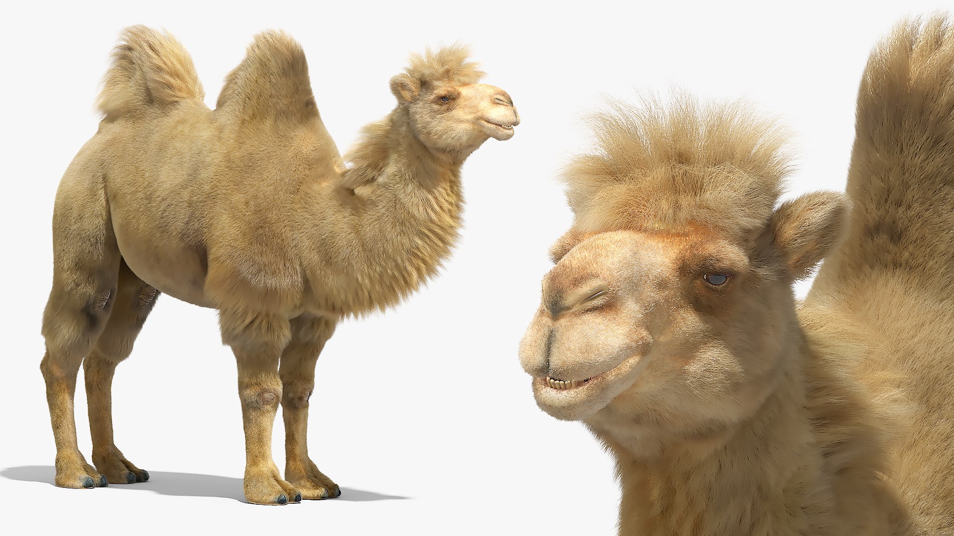 3D Bactrian Camel Fur Walking Animated Rigged for Maya model https://p.turbosquid.com/ts-thumb/er/plf132/2l/bactrian_camel_fur_walking_animated_rigged_for_maya_005/jpg/1777360431/1920x1080/fit_q87/2d00788418b30bbd912fd1ba2407d5fadae7ee54/bactrian_camel_fur_walking_animated_rigged_for_maya_005.jpg