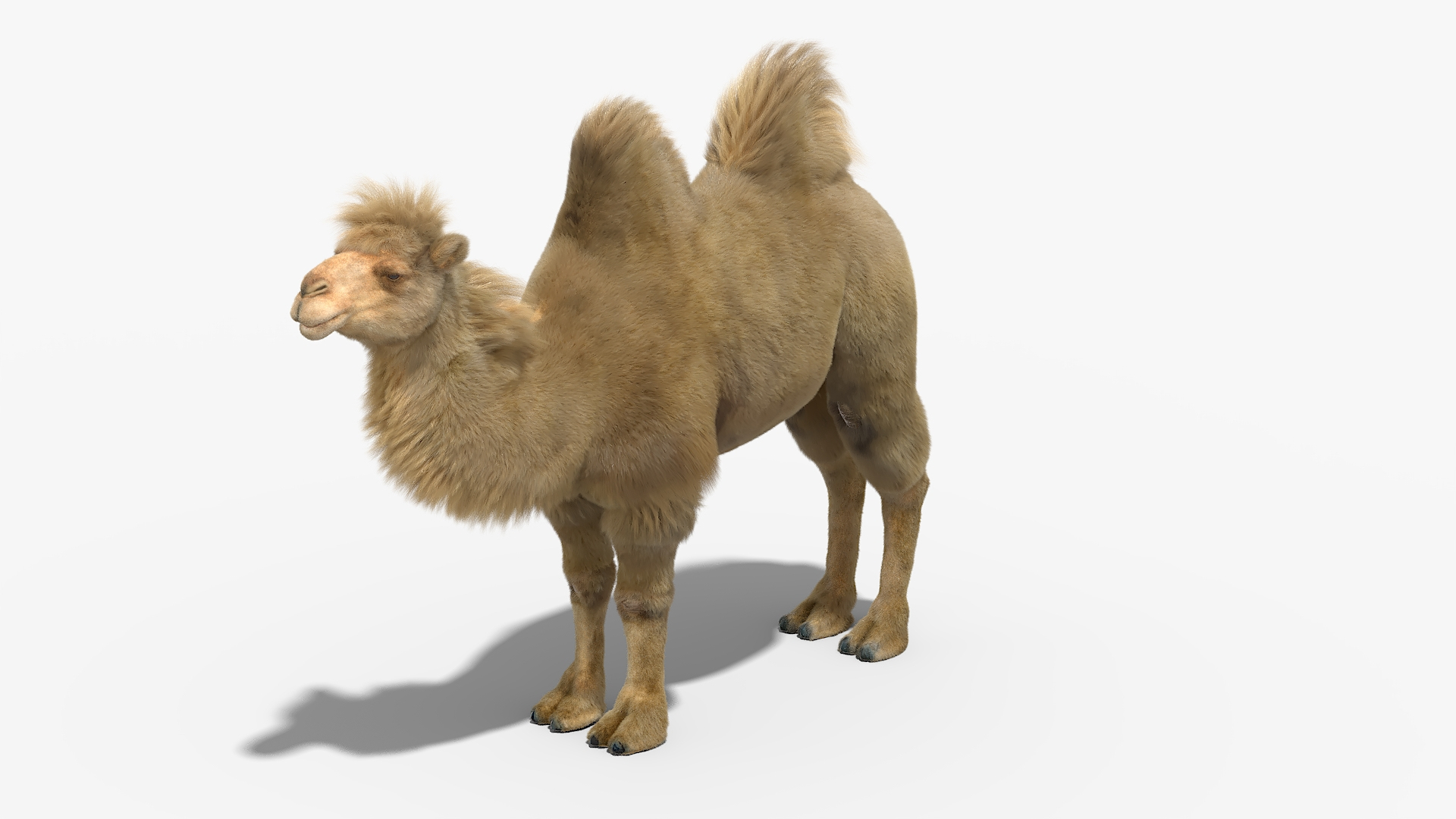 3D Bactrian Camel Fur Walking Animated Rigged for Maya model https://p.turbosquid.com/ts-thumb/er/plf132/X7/bactrian_camel_fur_walking_animated_rigged_for_maya_360/jpg/1777360296/1920x1080/turn_fit_q99/b2ddc5d1c3e56ae9c8aeed372fd32937c9c89845/bactrian_camel_fur_walking_animated_rigged_for_maya_360-1.jpg