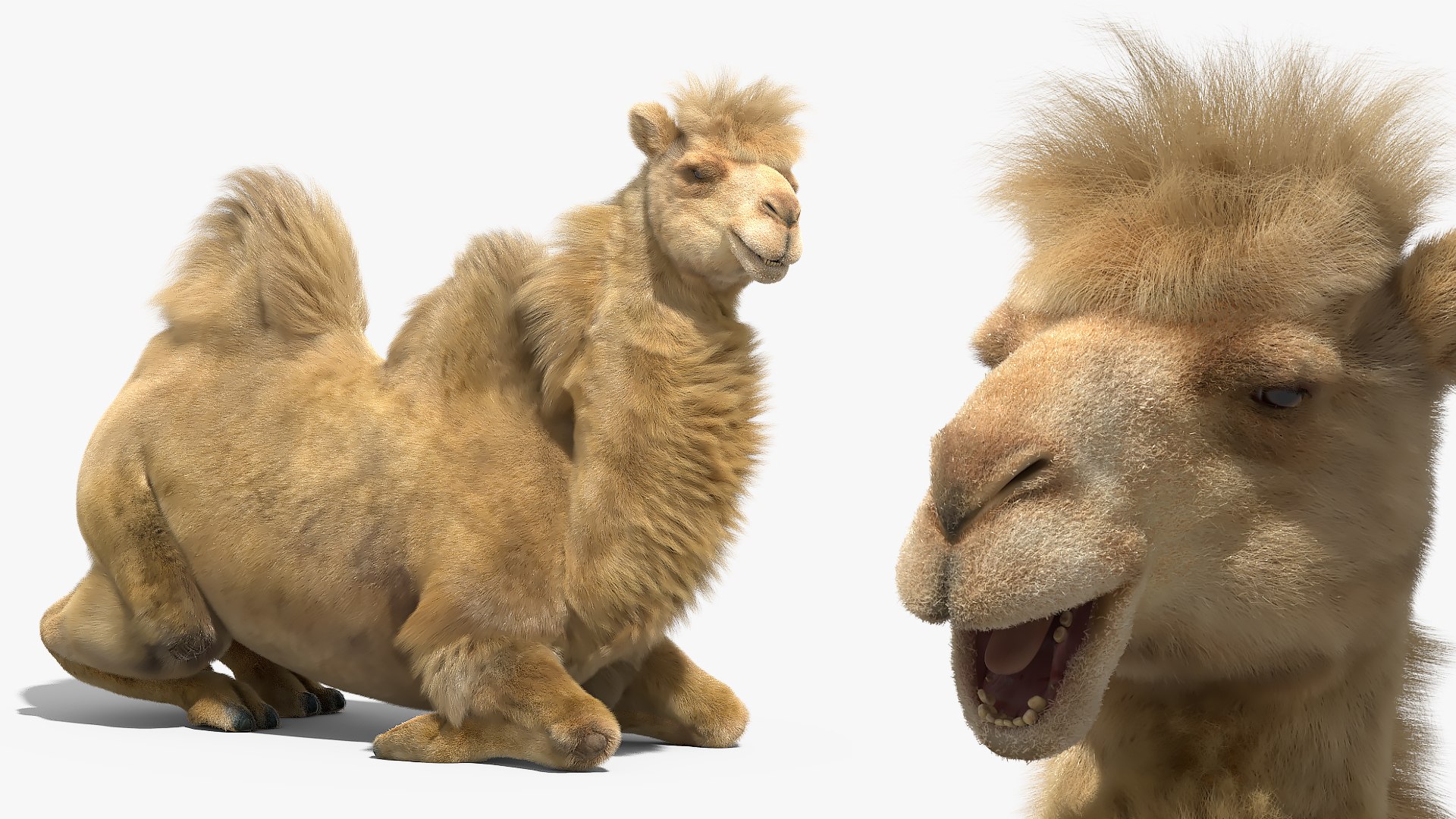 3D Bactrian Camel Fur Walking Animated Rigged for Maya model https://p.turbosquid.com/ts-thumb/er/plf132/ul/bactrian_camel_fur_walking_animated_rigged_for_maya_007/jpg/1777360436/1920x1080/fit_q87/2988ab3d0e82405dc3bc6f7ec3cade76c19cfbb9/bactrian_camel_fur_walking_animated_rigged_for_maya_007.jpg