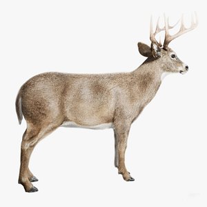 Deer Animated fur UNREAL project 3D model