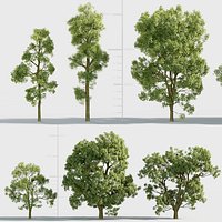Fraxinus excelsior 3D model