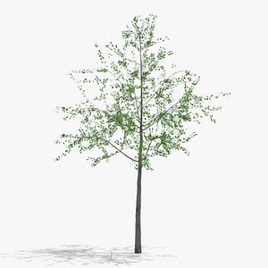 hawthorn flowers hight poly