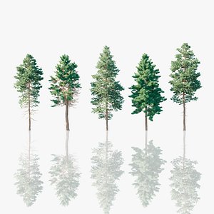 3D pine trees nature
