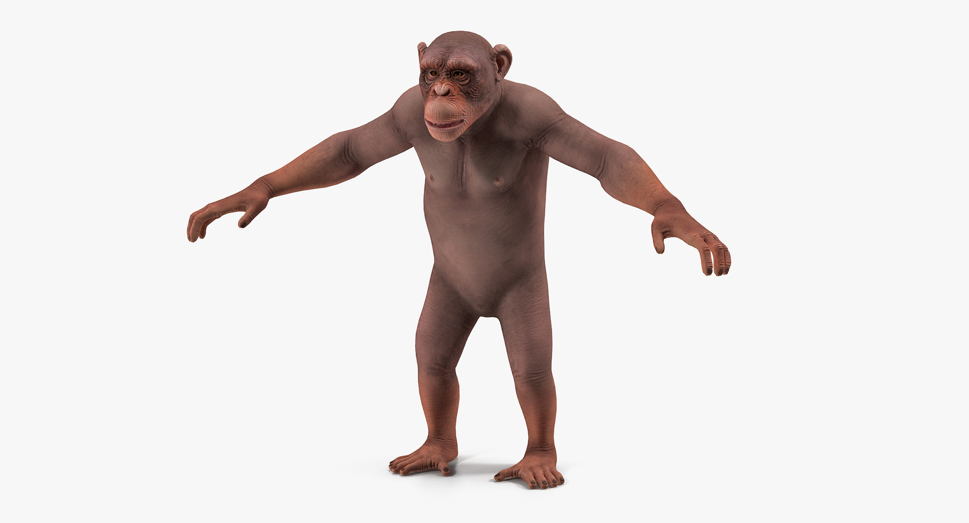3D Light Chimpanzee Rigged - TurboSquid 1434526